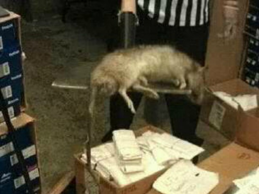 Un'immagine del ratto gigante catturato in un magazzino a New York da un commesso