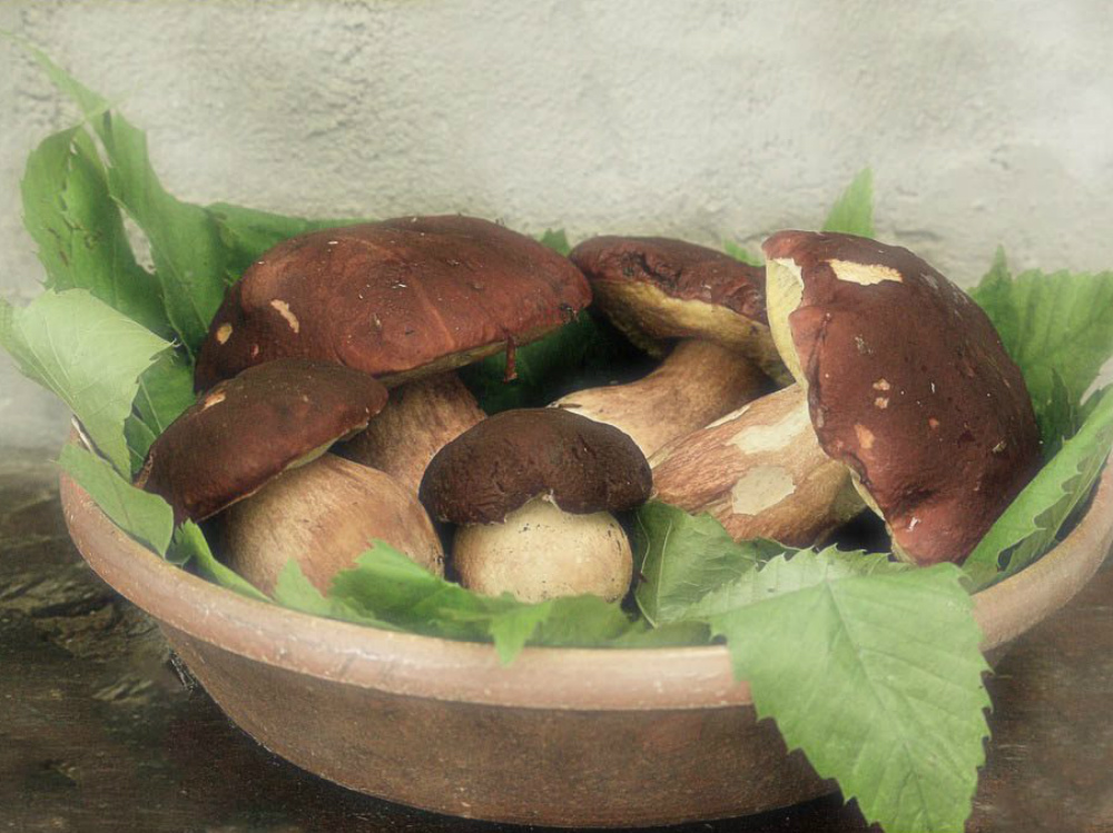 Funghi